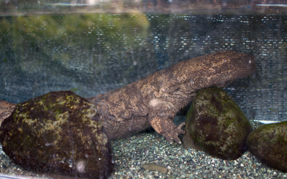 chinese salamander in a small tank