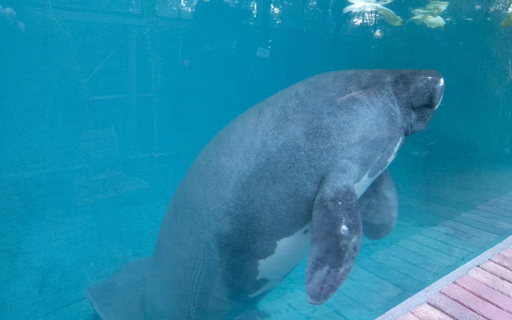 junto the only amazon manatee in japan