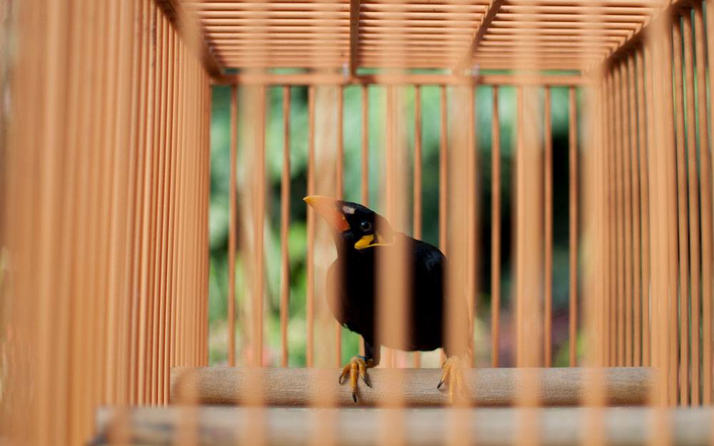 common hill mynah in a small cage