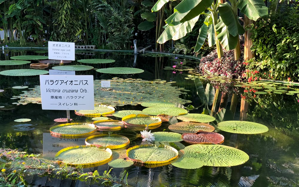 water lilies in a greenhouse